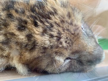 しろとり動物園に投稿された画像（2023/6/17）
