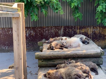 しろとり動物園に投稿された画像（2023/6/17）