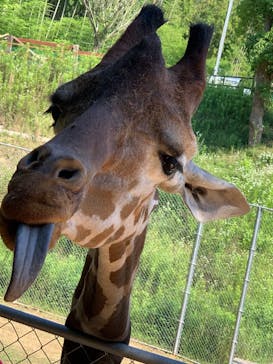 しろとり動物園に投稿された画像（2023/6/17）
