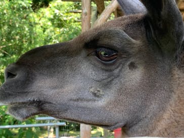 しろとり動物園に投稿された画像（2023/6/17）