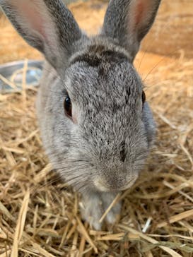 しろとり動物園に投稿された画像（2023/6/17）