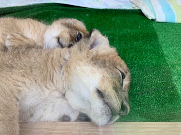 しろとり動物園に投稿された画像（2023/6/17）