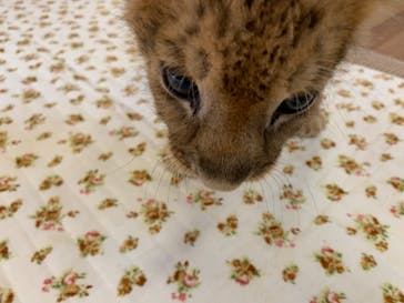 しろとり動物園に投稿された画像（2023/6/17）