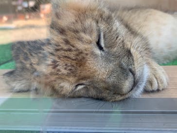 しろとり動物園に投稿された画像（2023/6/17）