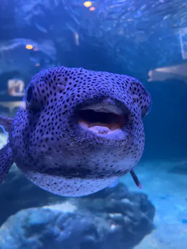 マクセル アクアパーク品川に投稿された画像（2023/6/17）