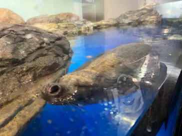 マクセル アクアパーク品川に投稿された画像（2023/6/17）