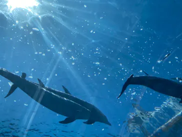 横浜・八景島シーパラダイスに投稿された画像（2023/6/17）