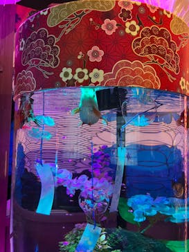 NARA KINGYO MUSEUMに投稿された画像（2023/6/17）