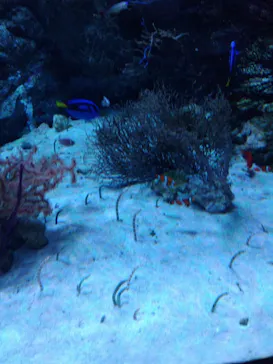 マクセル アクアパーク品川に投稿された画像（2023/6/17）