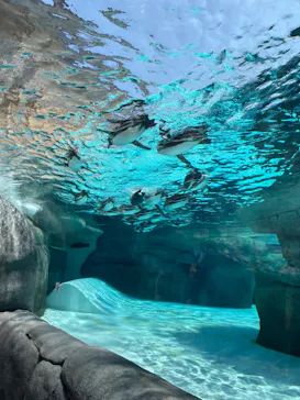 天王寺動物園に投稿された画像（2023/6/17）
