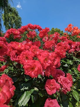 横浜イングリッシュガーデンに投稿された画像（2023/6/17）