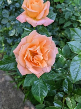 横浜イングリッシュガーデンに投稿された画像（2023/6/17）