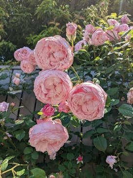 横浜イングリッシュガーデンに投稿された画像（2023/6/17）