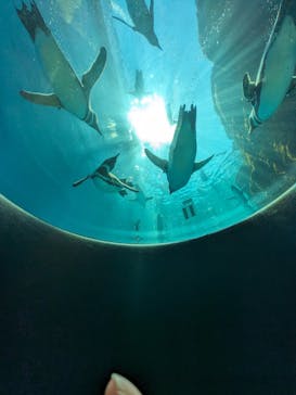 上越市立水族博物館 うみがたりに投稿された画像（2023/6/17）