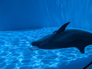 上越市立水族博物館 うみがたりに投稿された画像（2023/6/17）