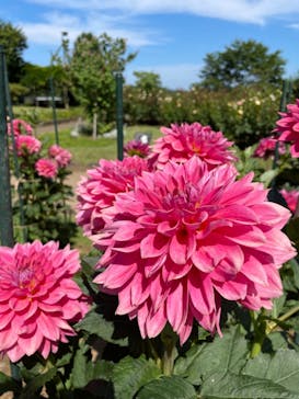 いばらきフラワーパークに投稿された画像（2023/6/17）