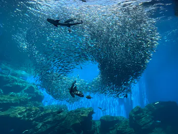 仙台うみの杜水族館に投稿された画像（2023/6/17）