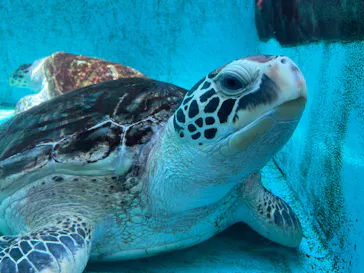 仙台うみの杜水族館に投稿された画像（2023/6/17）