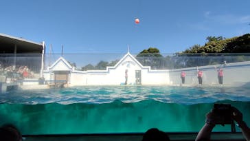 しながわ水族館に投稿された画像（2023/6/17）