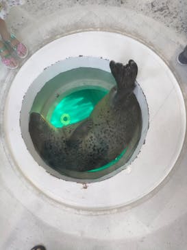 しながわ水族館に投稿された画像（2023/6/17）