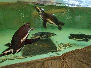 しながわ水族館に投稿された画像（2023/6/17）