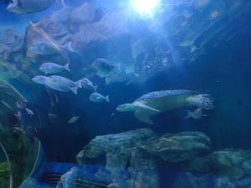 しながわ水族館に投稿された画像（2023/6/17）