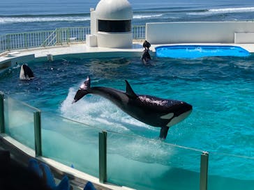 鴨川シーワールドに投稿された画像（2023/6/17）