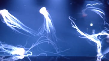 サンシャイン水族館に投稿された画像（2023/6/17）