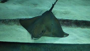 サンシャイン水族館に投稿された画像（2023/6/17）