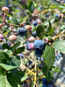 ブルーベリーガーデンやいづに投稿された画像（2023/6/17）