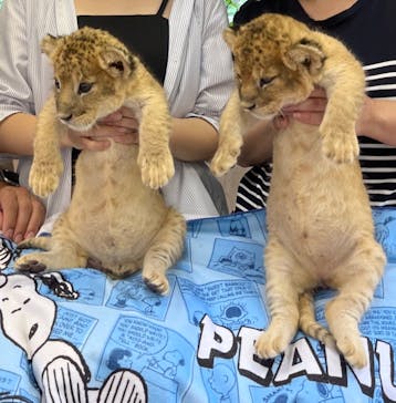 しろとり動物園に投稿された画像（2023/6/17）
