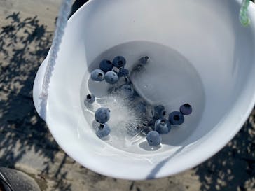 ブルーベリーガーデンやいづに投稿された画像（2023/6/17）