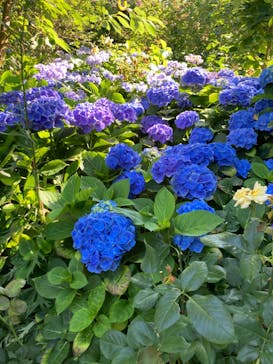 横浜イングリッシュガーデンに投稿された画像（2023/6/17）