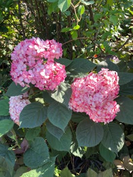 横浜イングリッシュガーデンに投稿された画像（2023/6/17）