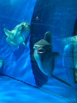 アクアワールド茨城県大洗水族館に投稿された画像（2023/6/17）