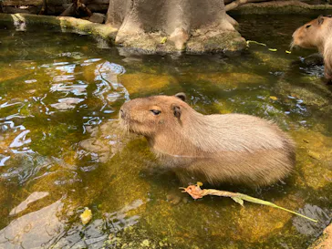 神戸どうぶつ王国に投稿された画像（2023/6/17）
