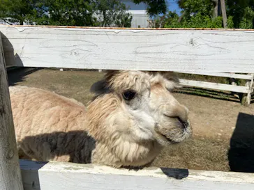 神戸どうぶつ王国に投稿された画像（2023/6/17）