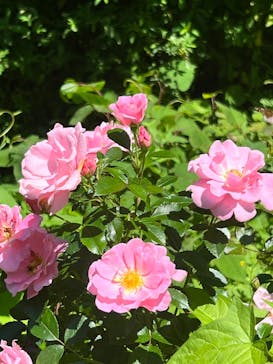 ACAO FORESTに投稿された画像（2023/6/17）