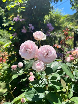 ACAO FORESTに投稿された画像（2023/6/17）