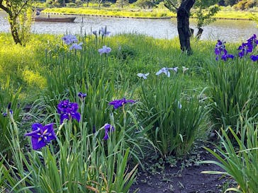 三溪園に投稿された画像（2023/6/17）