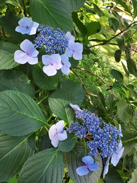 三溪園に投稿された画像（2023/6/17）