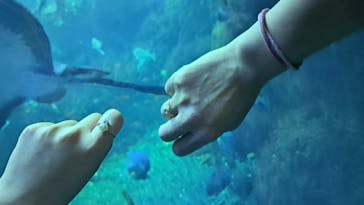 新江ノ島水族館に投稿された画像（2023/6/17）