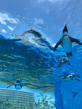 サンシャイン水族館に投稿された画像（2023/6/17）