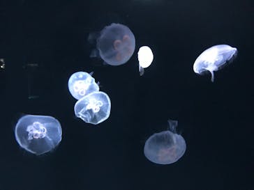 サンシャイン水族館に投稿された画像（2023/6/17）