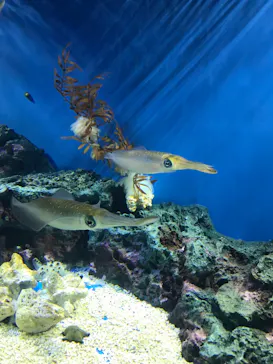サンシャイン水族館に投稿された画像（2023/6/17）