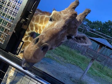 那須サファリパークに投稿された画像（2023/6/17）