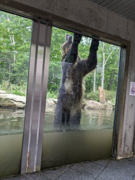 サホロリゾート　ベア･マウンテンに投稿された画像（2023/6/17）