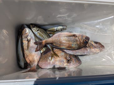 海上釣り 堀太公望に投稿された画像（2023/6/17）