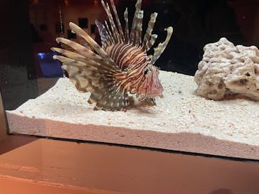 横浜開運水族館 フォーチュンアクアリウムに投稿された画像（2023/6/17）