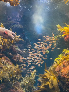 新江ノ島水族館に投稿された画像（2023/6/17）